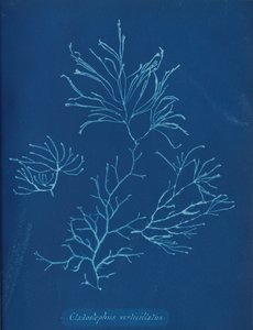 Cladostephus verticillatus