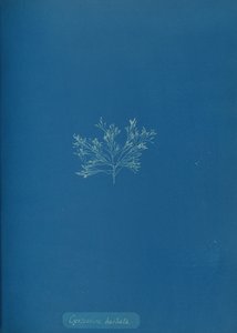 Cystoseira barbata, um 1853
