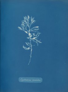 Cystoseira ericoides, ca. 1853 von Anna Atkins