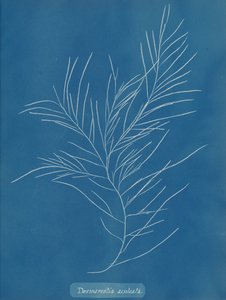 Desmarestia aculeata, ca. 1853