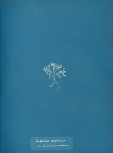 Diatoma marinum auf Ceramium rubrum