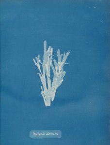 Dictyota atomaria, ca. 1853