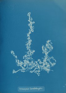 Ectocarpus Landsburghii von Anna Atkins