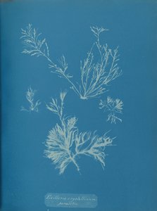 Exillaria crystallinum parasitisch