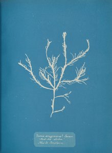 Fucus æruginosus Turner. Med. Meer Sisbon Neu in Großbritannien, ca. 1853