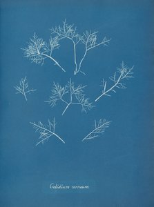 Gelidium corneum, ca. 1853