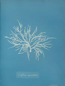 Griffithsia equisetifolia, ca. 1853