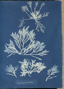 Laurencia pinnatifida. von Anna Atkins
