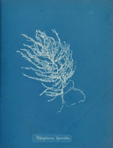 Polysiphonia byssoides