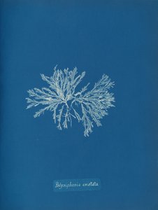 Polysiphonia cristata, ca. 1853