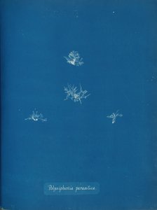 Polysiphonia parasitica, ca. 1853