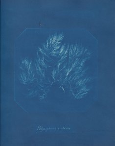 Polysiphonia violacea, ca. 1853 von Anna Atkins