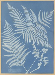 Pteris aquilina von Anna Atkins