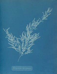 Sargassum bacciferum, ca. 1853