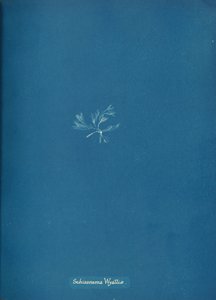 Schizonema Wyattiæ, ca. 1853