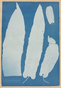 Scolopendrium Vulgare, 1852-1854 von Anna Atkins