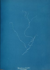 Sporochnius rhizodes ß paracloxa von Anna Atkins