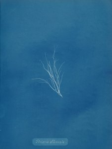 Striaria attenuata, ca. 1853 von Anna Atkins