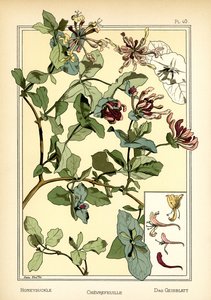 Das Geißblatt von Anna Martin