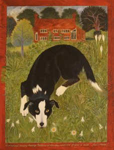 Collie-Hund