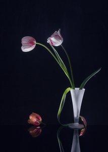  von Anna Qu