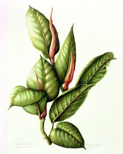 Gummibaum, 1999