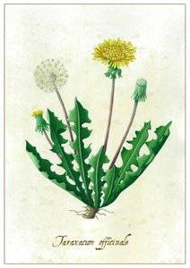 Taraxacum officinale von Annalisa Morrocco
