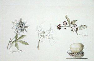 Leidenschaftsblume, Anis und Koriander