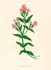 Feld-Enzian, um 1891, 1891