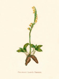 Duftende Damenhaare, ca. 1891