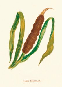Großes Schilfrohr, ca. 1891 von Anne Pratt
