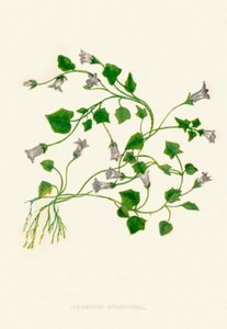 Efeublättrige Glockenblume, ca. 1891 von Anne Pratt