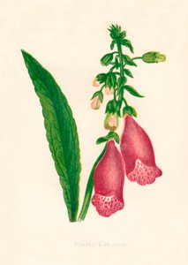Purpur-Fingerhut, um 1891