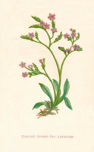 Aufrechter stacheliger Meerlavendel, ca. 1891 von Anne Pratt