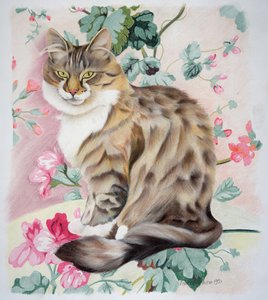 Langhaarige getigerte Katze
