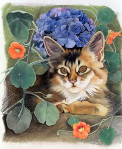 Sootsy mit Hortensie