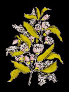Botanische Blüte auf Schwarz