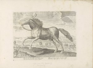 Arabisches Pferd von Anonymous