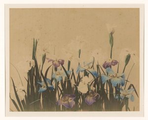 Blumenstillleben mit Iris
