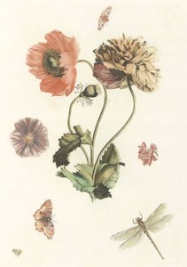 Drei Mohnblumen, zwei Schmetterlinge, eine Fliege und eine Libelle von Anonymous