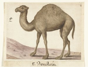 Dromedar Lombard Album (Serientitel)