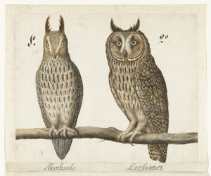Dwergooruil und Ransuil von Anonymous