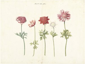 Fünf Studien von Anemonen