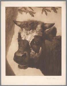 Detail von Die Stier (Paulus Potter)