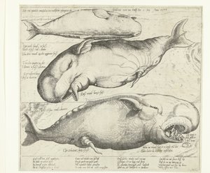 Gestrandeter Wal bei Antwerpen, 1577 von Anonymous