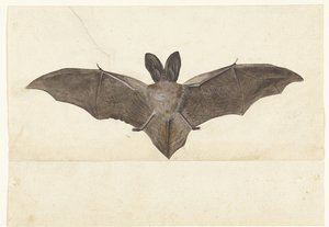 Großohrfledermaus, Lombard-Album (Serientitel) von Anonymous