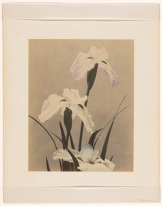 Iris