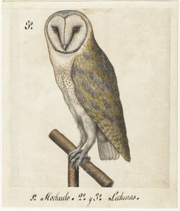 Schleiereule (Lombard Album)