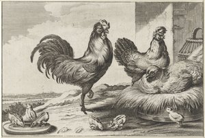 Huhn, Hähne und Küken