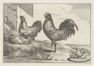Huhn, Hähne und Küken